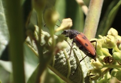 Anastrangalia laetifica