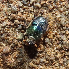 Proagoderus aureiceps