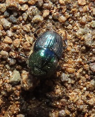 Proagoderus aureiceps