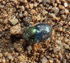 Proagoderus aureiceps