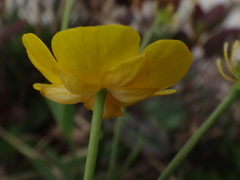 Ranunculus hybridus
