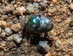 Proagoderus aureiceps