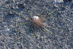 Puccinellia hauptiana