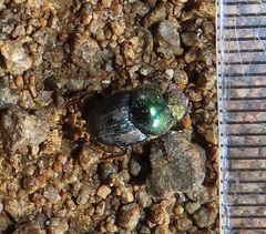 Proagoderus aureiceps