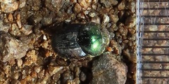 Proagoderus aureiceps