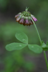 Trifolium reflexum