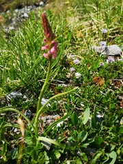 Gymnadenia