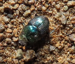 Proagoderus aureiceps