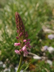 Gymnadenia