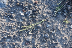 Puccinellia hauptiana