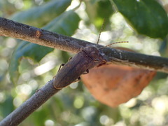 Perothops witticki