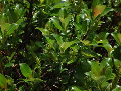 Salix glabra