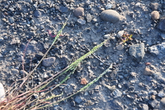 Puccinellia hauptiana