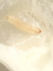 Caplothorax melanopterus