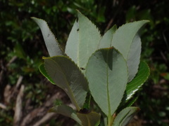 Salix glabra
