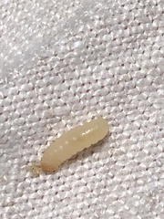 Caplothorax melanopterus