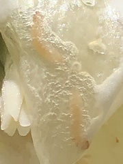 Caplothorax melanopterus