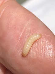 Caplothorax melanopterus