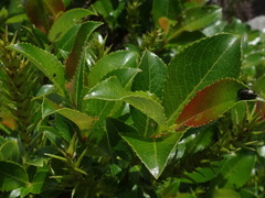 Salix glabra