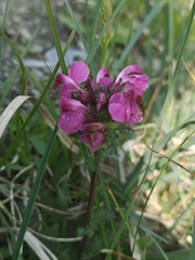Pedicularis rostratocapitata