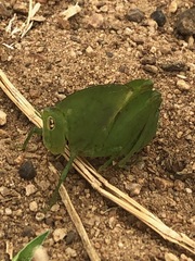 Plagiotriptus hippiscus