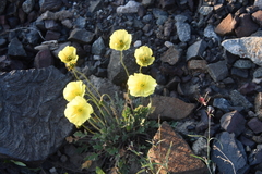 Papaver pulvinatum