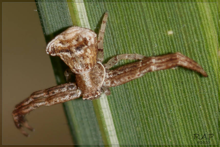 Uraarachne cornuta