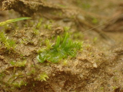 Anthoceros agrestis