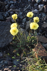 Papaver pulvinatum