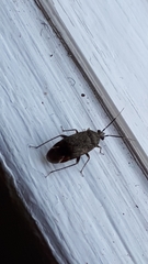 Psallus ambiguus