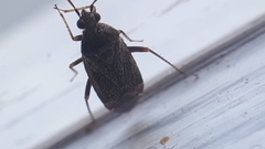 Psallus ambiguus