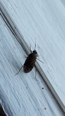 Psallus ambiguus