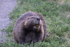 Castor canadensis