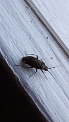 Psallus ambiguus