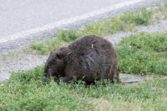 Castor canadensis