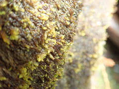 Hygrohypnum