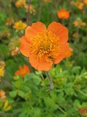 Geum coccineum