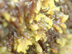 Hygrohypnum
