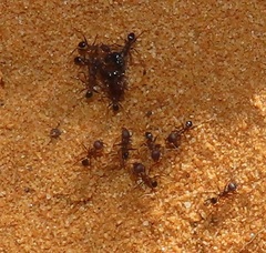 Pheidole sculpturata