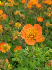 Geum coccineum
