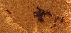 Pheidole sculpturata
