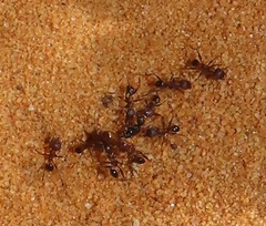 Pheidole sculpturata