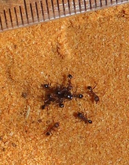 Pheidole sculpturata