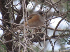Junco bairdi