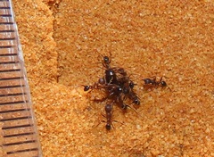Pheidole sculpturata