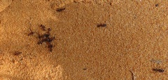 Pheidole sculpturata