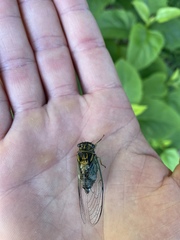 Diceroprocta vitripennis