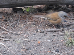 Junco bairdi
