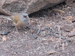Junco bairdi