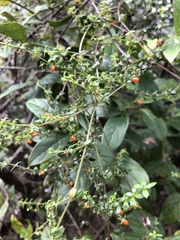 Galium hypocarpium